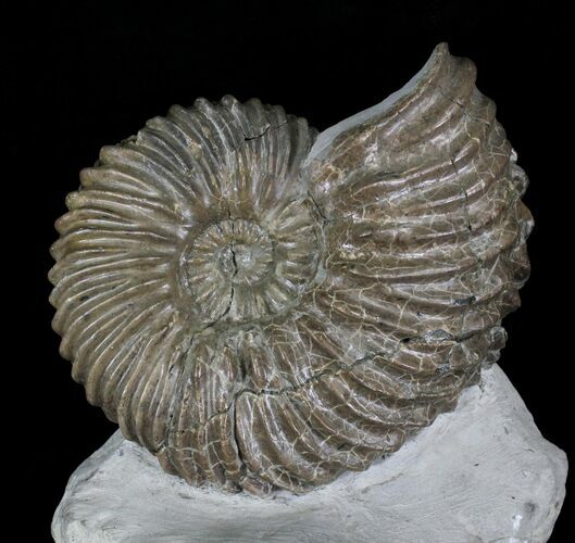 Rare Hoplites Dentatus Ammonite France #22509